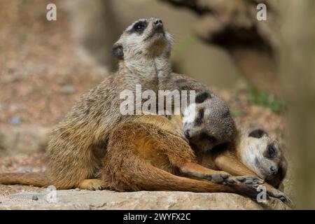 Suricate im Parc Animalier des Pyrenäes, Argeles-Gazost, Hauts Pyrenäen, Frankreich Stockfoto