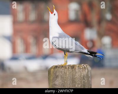 Möwe steht auf einem Pier mit verschwommenem Stadtbild Hintergrund Stockfoto