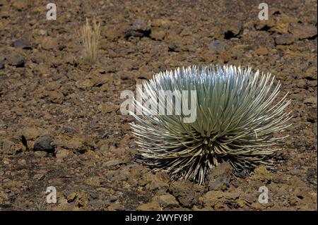 Maui, Hawaii, USA - Silversword im Haleakala-Krater im Haleakala-Nationalpark. Ahinahina. Argyroxiphium sandwicense, asteraceae. Stockfoto