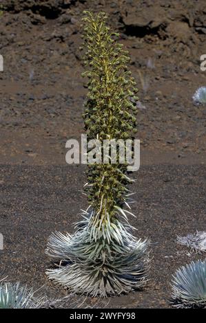 Maui, Hawaii, USA - Silversword im Haleakala-Krater im Haleakala-Nationalpark. Ahinahina. Argyroxiphium sandwicense, asteraceae. Stockfoto
