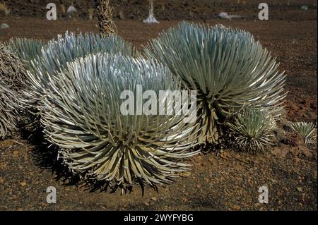 Maui, Hawaii, USA - Silversword im Haleakala-Krater im Haleakala-Nationalpark. Ahinahina. Argyroxiphium sandwicense, asteraceae. Stockfoto