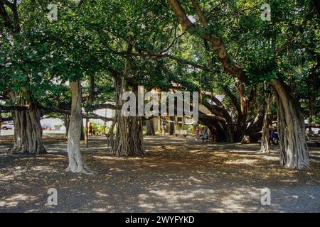 Maui, Hawaii, USA - Lahaina Banyan Tree Park vor dem Brand von 2023. Stockfoto