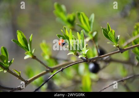 Zwei siebenfleckige Marienkäfer auf einem Grashalm Stockfoto