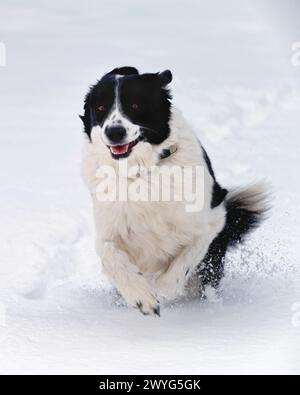 Nahaufnahme Eines Happy Border Collie Dog, der in A Deep Snow läuft, New Jersey, USA Stockfoto