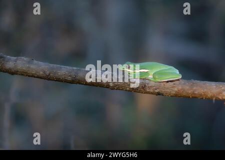 Ein amerikanischer grüner Baumfrosch, Dryophytes cinereus, sitzt an einem frühen Februarmorgen auf einem Ast. Stockfoto
