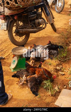 Hühner wogen am Straßenrand auf dem Bac Ha Markt im abgelegenen Berghochland in Nordvietnam in Südostasien Stockfoto