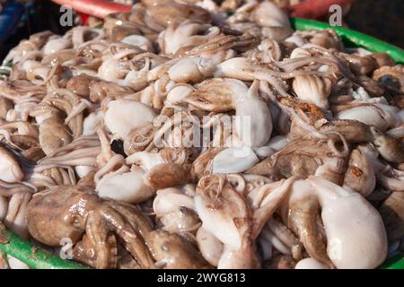 Körbe mit Kraken am Strand auf dem Mui ne Fischmarkt in Vietnam in Südostasien Stockfoto