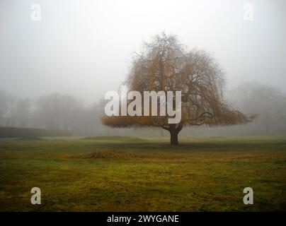 Einsamer Baum in dickem Nebel am nebeligen Tag Stockfoto