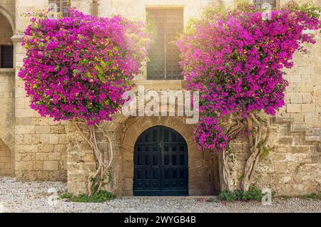 Blick auf die Altstadt von Rhodos über eine alte bogenförmige Tür und zwei Bougainvillea-Blumen, die an den Seiten vor der alten Ziegelmauer wachsen. Wunderschöne touristische Reise. Stockfoto