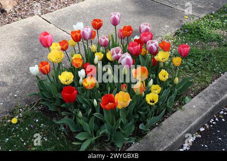 Lebendige Farben von Tulpenpflanzen Stockfoto