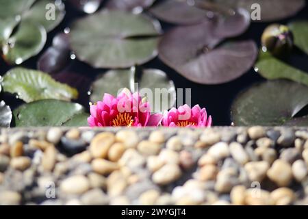 International Waterlily Collection, San Angelo, Texas Stockfoto