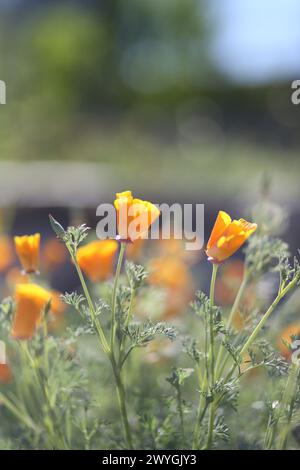 International Waterlily Collection, San Angelo, Texas Stockfoto