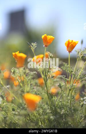 International Waterlily Collection, San Angelo, Texas Stockfoto