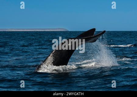 Sohutern-Walschwanz-Lobtailing, gefährdete Arten, Patagonien, Argentinien Stockfoto