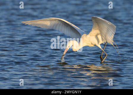 Rötlicher Reiher (Egretta rufescens), weißer Morph, ein kleiner Fisch im Gezeitenmoor, Galveston, Texas, USA. Stockfoto