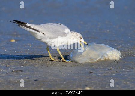 Ringschnabelmöwe (Larus delawarensis) isst eine tote Cannonball-Qualle (Stomolophus meleagris) an der Küste des Ozeans, Galveston, Texas, USA. Stockfoto