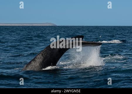 Sohutern-Walschwanz-Lobtailing, gefährdete Arten, Patagonien, Argentinien Stockfoto