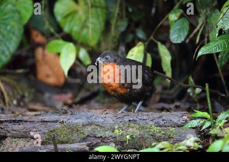 Die dunkle Wachtel (Odontophorus melanonotus) ist eine Vogelart aus der Familie der Odontophoridae, der Neuen Welt-Wachtel. Stockfoto