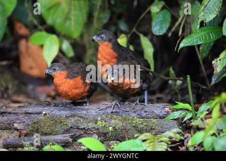 Die dunkle Wachtel (Odontophorus melanonotus) ist eine Vogelart aus der Familie der Odontophoridae, der Neuen Welt-Wachtel. Stockfoto