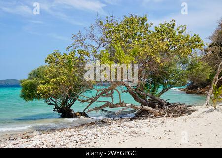 Einige grüne Bäume wachsen am Strand einer zufälligen Insel auf einer Bootstour ab Coron Stockfoto