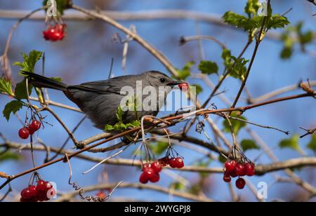 Großaufnahme des grauen Katzenvogels, der in Highbush Cranberry Bush hockt und sich von Beeren ernährt. Der wissenschaftliche Name dieses singvogels ist Dumetella carolinensis. Stockfoto