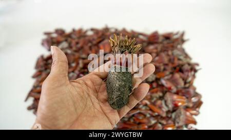 Pinienkegel und Pinienkerne in Körnern und die geschlossenen Früchte auch Stockfoto