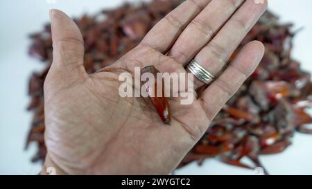 Pinienkegel und Pinienkerne in Körnern und die geschlossenen Früchte auch Stockfoto