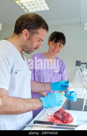 Makros-Bereich, Schnitzen, Probenauswahl von Schilddrüsengewebe, Anatomische Pathologie, Krankenhaus Donostia, San Sebastian, Gipuzkoa, Baskenland, Spanien. Stockfoto