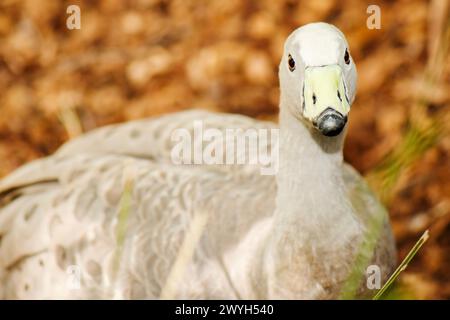 Die Kap-Barren-Gans, manchmal auch als Schweinegänse bekannt, ist eine sehr große, blassgraue Gans mit relativ kleinem Kopf und eine Gänseart Stockfoto