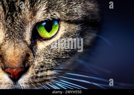 Nahaufnahme der grünen Augen der Tabby-Katze. Stockfoto