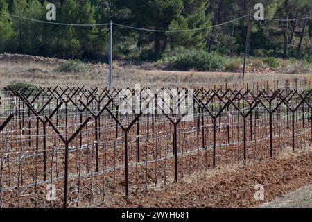 Anpflanzung von Weinreben in Spanien. Stockfoto