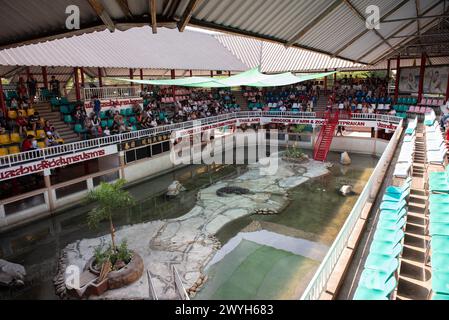 Samut Prakan, Samut Prakan, Thailand. April 2024. Thailändische Touristen und Ausländer, vor allem Familiengruppen, reisten am 6. April 2024 zu einer lebhaften Vorstellung auf der Samutprakan Crocodile Farm and Zoo. In der Provinz Samut Prakan. 35 km von Bangkok. Nachdem sie aufgrund der COVID-19-Epidemiesituation für drei Jahre vorübergehend geschlossen worden war. (Kreditbild: © Teera Noisakran/Pacific Press via ZUMA Press Wire) NUR REDAKTIONELLE VERWENDUNG! Nicht für kommerzielle ZWECKE! Stockfoto