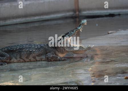 Samut Prakan, Samut Prakan, Thailand. April 2024. Krokodil im Teich, eine Show für Touristen zu sehen. Auf der Samutprakan Crocodile Farm and Zoo am 6. April 2024. In der Provinz Samut Prakan. 35 km von Bangkok. Nachdem sie aufgrund der COVID-19-Epidemiesituation für drei Jahre vorübergehend geschlossen worden war. (Kreditbild: © Teera Noisakran/Pacific Press via ZUMA Press Wire) NUR REDAKTIONELLE VERWENDUNG! Nicht für kommerzielle ZWECKE! Stockfoto