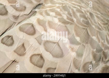 Nahaufnahme der kargen Gänsefedern am Cape. Die Gänse ist sehr groß, blassgrau mit einem relativ kleinen Kopf und ist eine im Süden endemische Gänseart Stockfoto