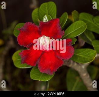 Spektakuläre dunkelrote Blume und dunkelgrüne Blätter von Adenium obesum, afrikanische Wüstenrose, auf dunklem Hintergrund Stockfoto