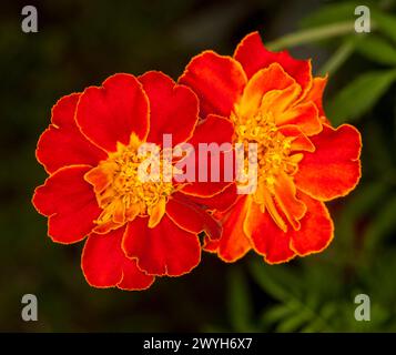 Lebhafte rote/orangene Blüten von französischen Ringelblumen, Tagetes patula, eine jährliche Gartenpflanze, auf dunklem Hintergrund in einem Garten Stockfoto