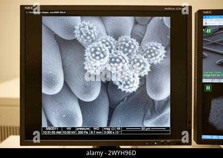 Polen Images on SEM, Analysis of Nanostructures and NanoDevices, Environmental Rasterelektronenmikroskopie Laboratory, ESEM, Microscope Quanta TM 250 FEG, hochauflösende Oberflächenbildgebung, Untersuchung nasser und dielektrischer Proben, nanofluidische Phänomene, Oberflächencheminterie in verschiedenen Gasgemischen, CIC nanoGUNE, Nanoscience Cooperative Research Center, San Sebastian, Donostia, Gipuzkoa, Euskadi, Spanien. Stockfoto