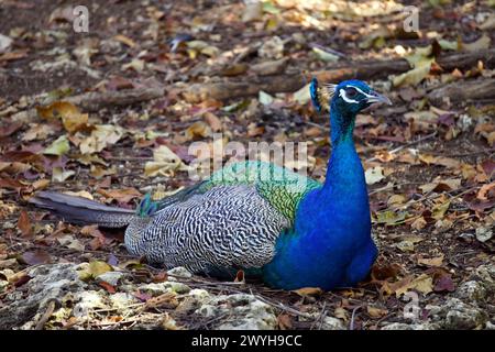 Brillant farbiger Pfau in einer Waldlichtung auf der Gefängnisinsel in der Nähe von Sansibar Stockfoto