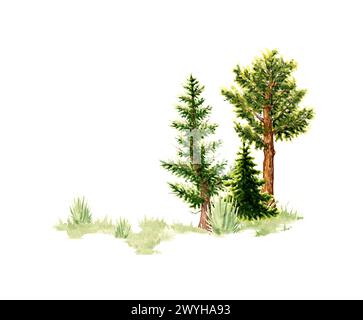 Aquarelldarstellung eines natürlichen Landschaftselements. Wildtierszene im Wald mit grünem Gras, Nadelbäumen, Fichten, Zedern, Kiefern. Zum Entwerfen von c Stockfoto