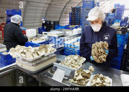 Pleurotus ostreatus, Anbau von Austernpilzen, Agrar-Food, Ayecue Fresh, Grupo Riberebro, Autol, La Rioja, Spanien. Stockfoto