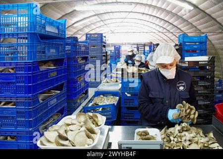 Pleurotus ostreatus, Anbau von Austernpilzen, Agrar-Food, Ayecue Fresh, Grupo Riberebro, Autol, La Rioja, Spanien. Stockfoto