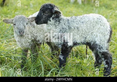 "Latza" Schafe, Lämmer. Legazpi. Guipúzcoa, Spanien. Stockfoto