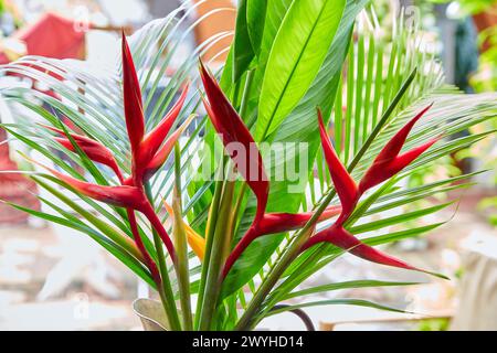 Paradiesvogel Blume, Hotel Mariscal Robledo, Parque Martinez Pardo, Santa Fe de Antioquia, Antioquia, Kolumbien, Südamerika. Stockfoto