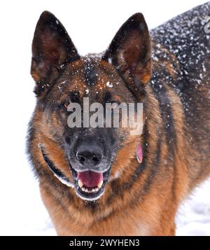 Snickers im Schnee in Wichita, KS Stockfoto