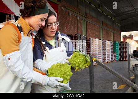 Azti-Tecnalia-Forscher, Cleanfeed-Projekt (Vermeidung von pflanzlichen Abfällen und Wiederverwendung für Futtermittel), Mercabilbao Obst- und Gemüsehändler, Basauri, Bilbao, Bizkaia, Euskadi, Spanien. Stockfoto