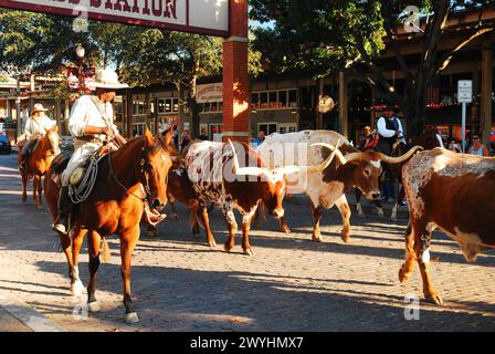 Ein afroamerikanischer Cowboy führt Texas-Longhorn-Bullen aus ihrem Stall, um die tägliche Viehfahrt in den Fort Worth Stock Yards zu Unternehmen Stockfoto