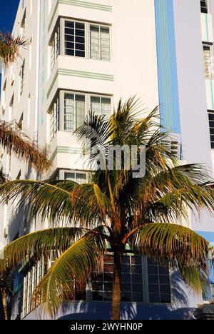 Eine Palme wächst im historischen Art déco-Viertel von Miami Beach vor dem Park Central Hotel Stockfoto