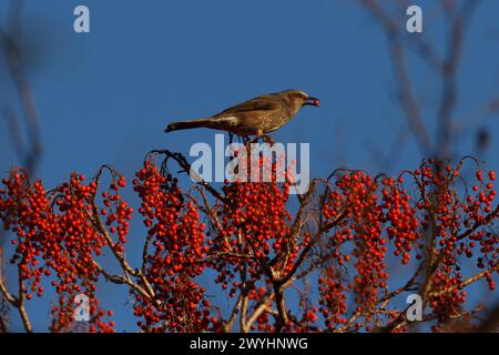 Ein braunohriger Bulbul (Hypsipetes amaurotis) isst Beeren in einem Baum in einem Park in Kanagawa, Japan. Stockfoto