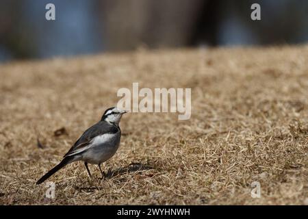 Ein japanischer Bachstelz (Motacilla alba lugens) auf Gras in einem Park in Kanagawa, Japan. Stockfoto