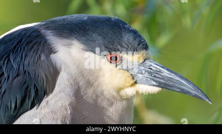 Erwachsener, schwarz gekrönter Nachtreiher Kopfschuss. Ed R. Levin County Park, Santa Clara County, Kalifornien, USA. Stockfoto